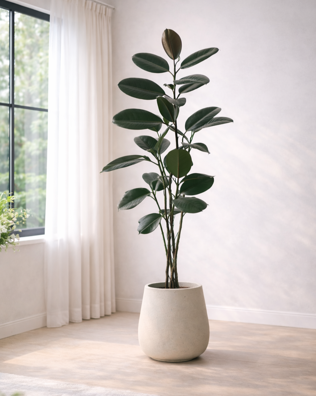 Black Rubber Tree | 黑金剛橡皮樹