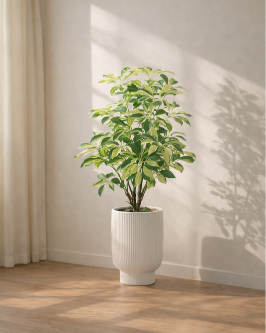 Schefflera heptaphylla | 花葉鴨腳木