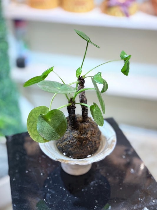 Chinese Money Plant Kokedama | 鏡面草苔蘚球