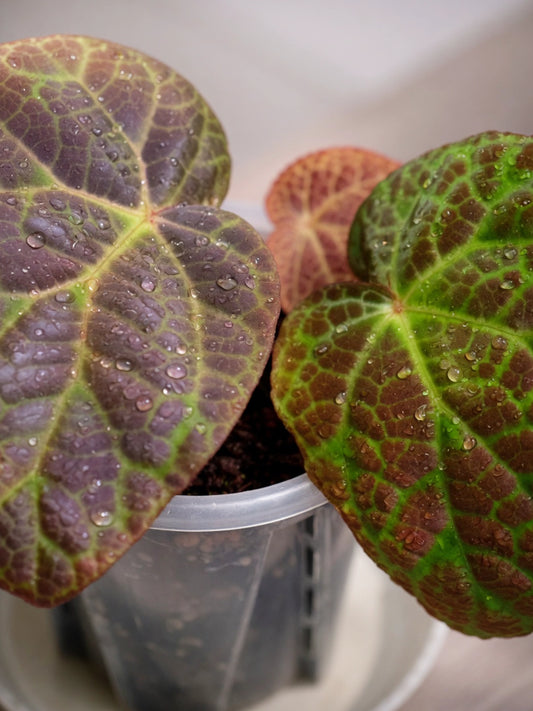 Colour-changing Foliage Type|彩葉秋海棠