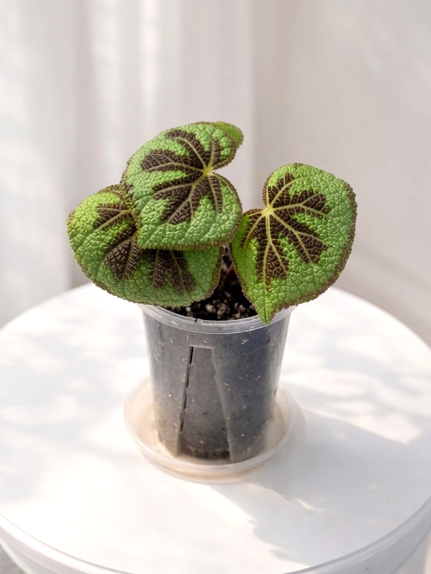 Cross Rex Begonia|鐵十字王秋海棠