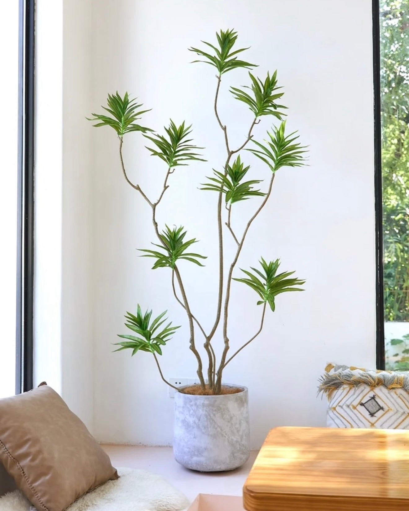 Styled Dragon Tree | 造型龍血樹