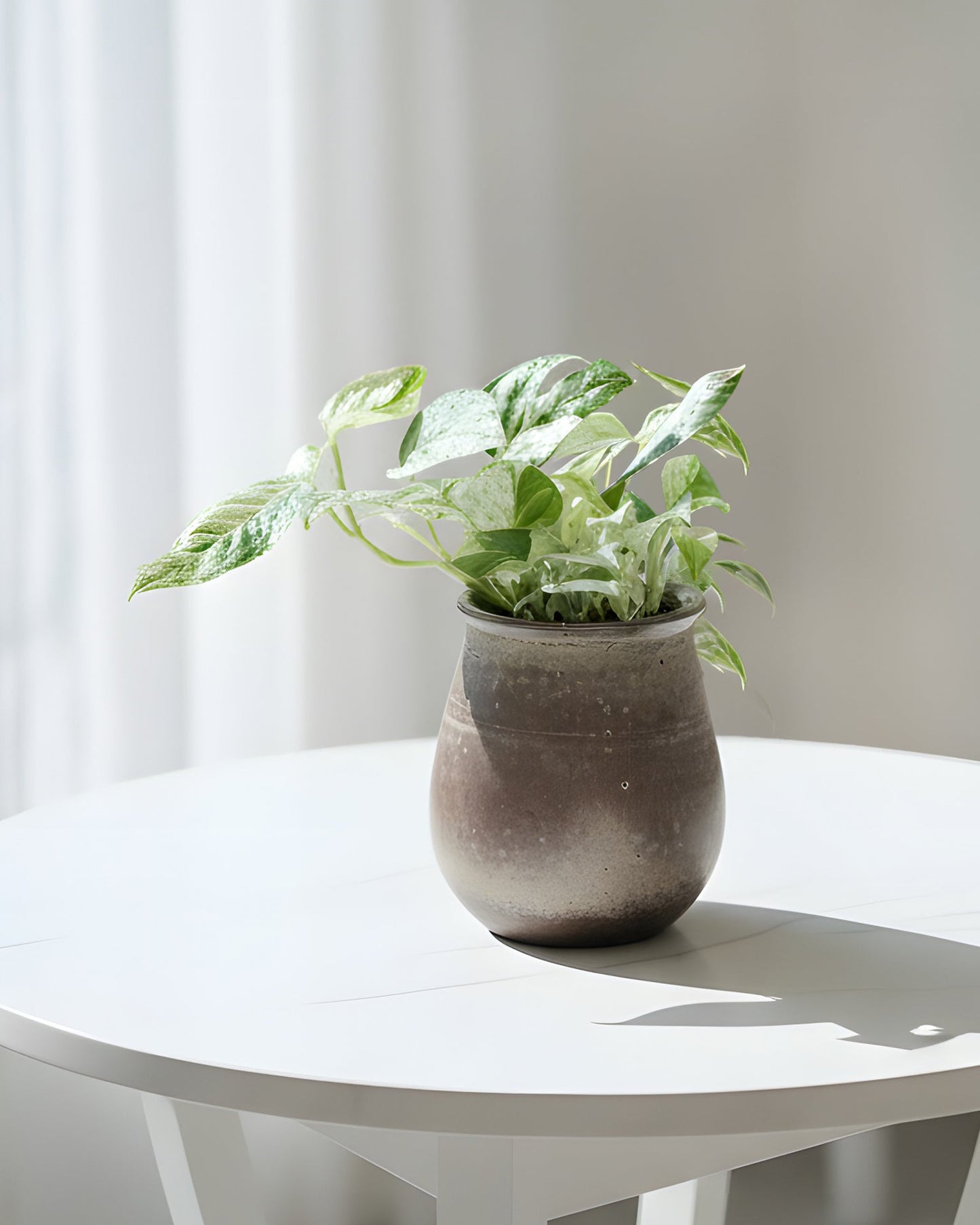 Epipremnum Pinnatum|麒麟尾