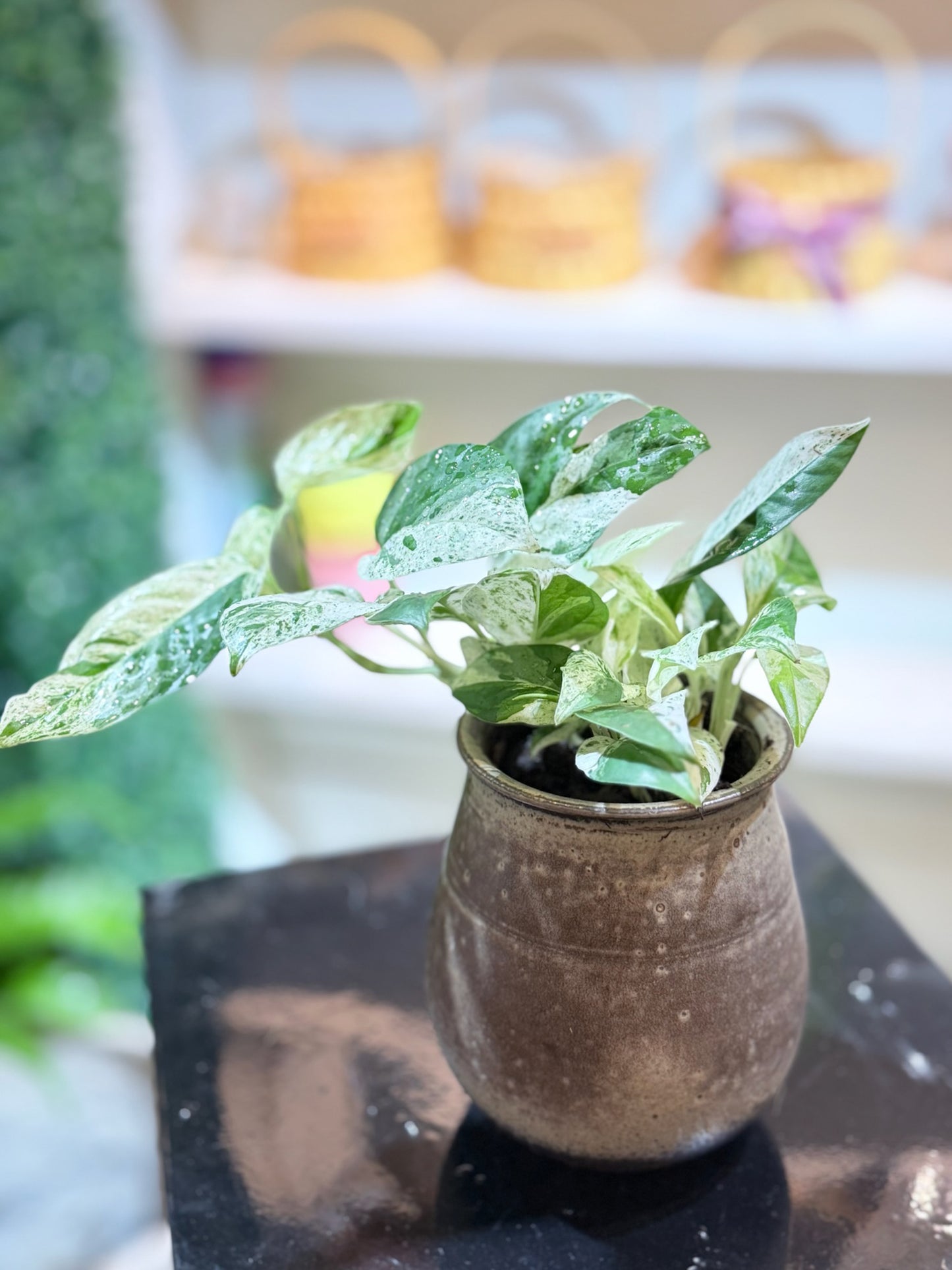 Epipremnum Pinnatum|麒麟尾