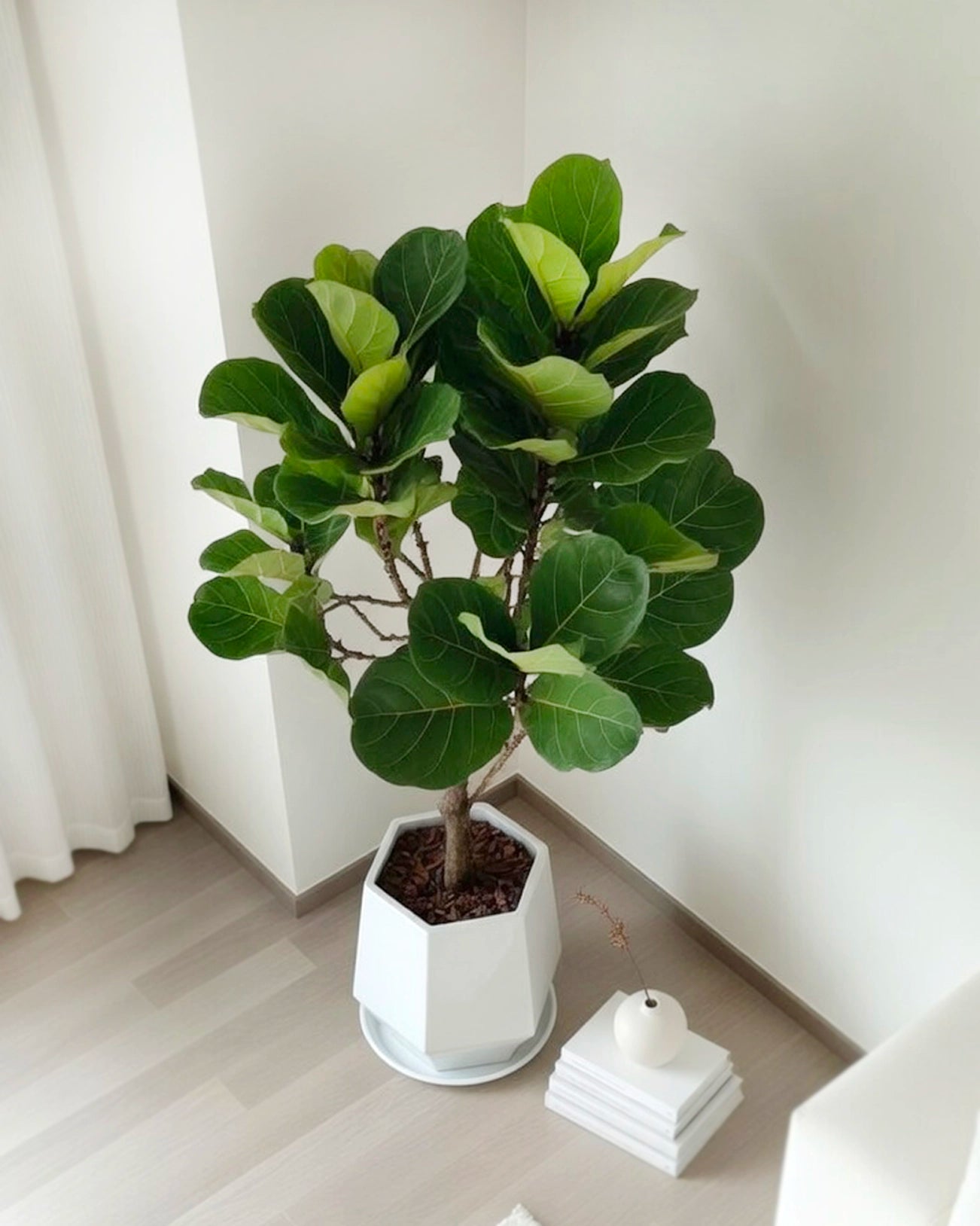 Fiddle Leaf Fig | 琴葉榕