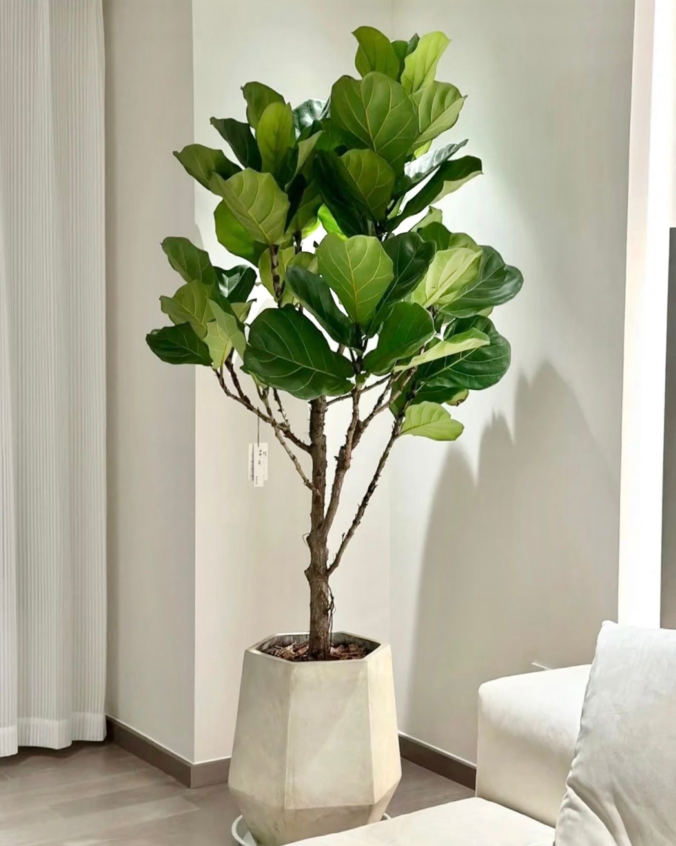 Fiddle Leaf Fig | 琴葉榕