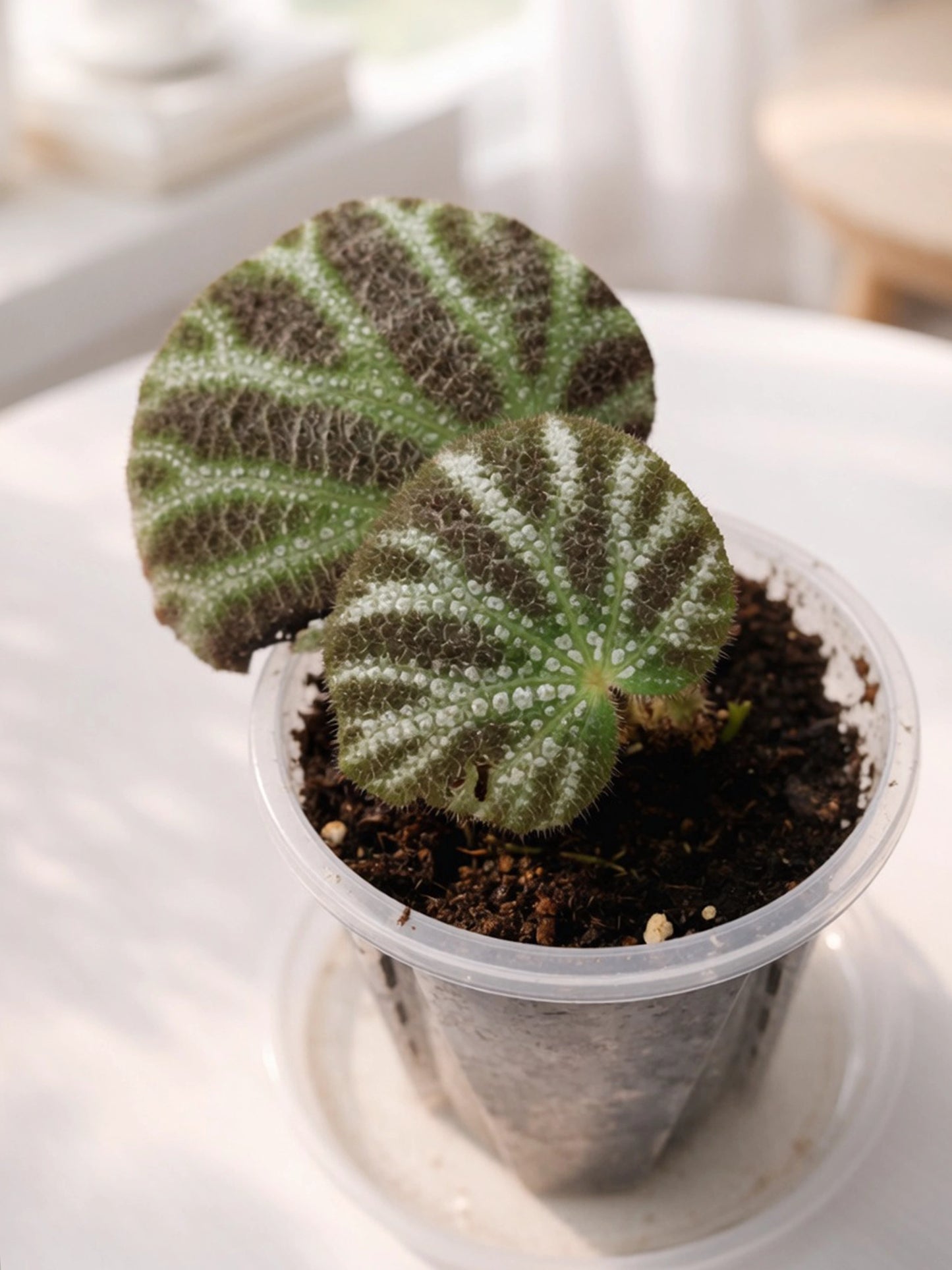 Green-leaf Begonia|綠葉秋海棠