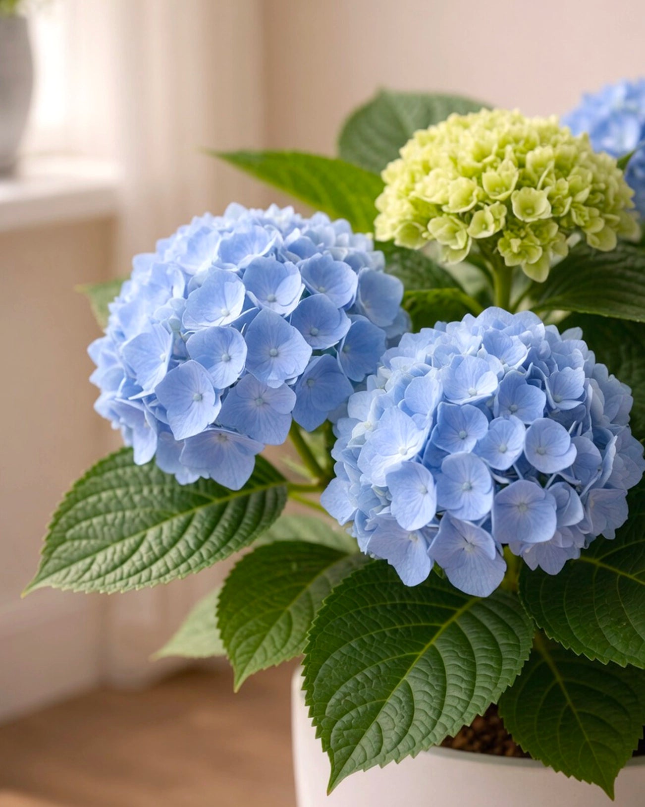 Hydrangea | 繡球花