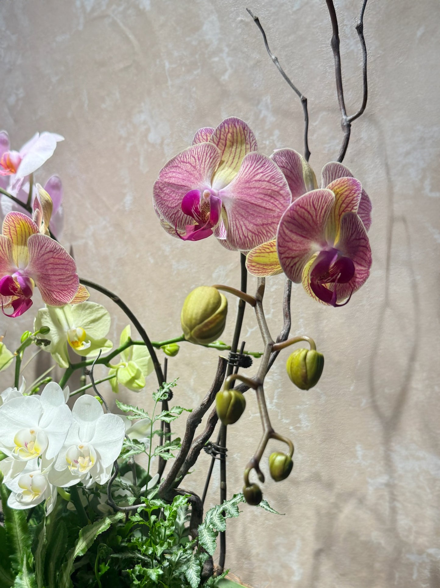 Auspicious Ascent|瑞運高升