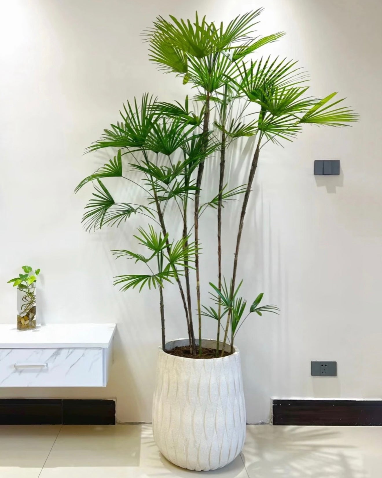 Lady Palm | 金山棕竹
