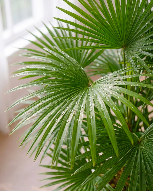 Lady Palm | 金山棕竹