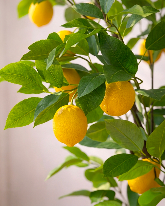Lemon Tree | 檸檬樹