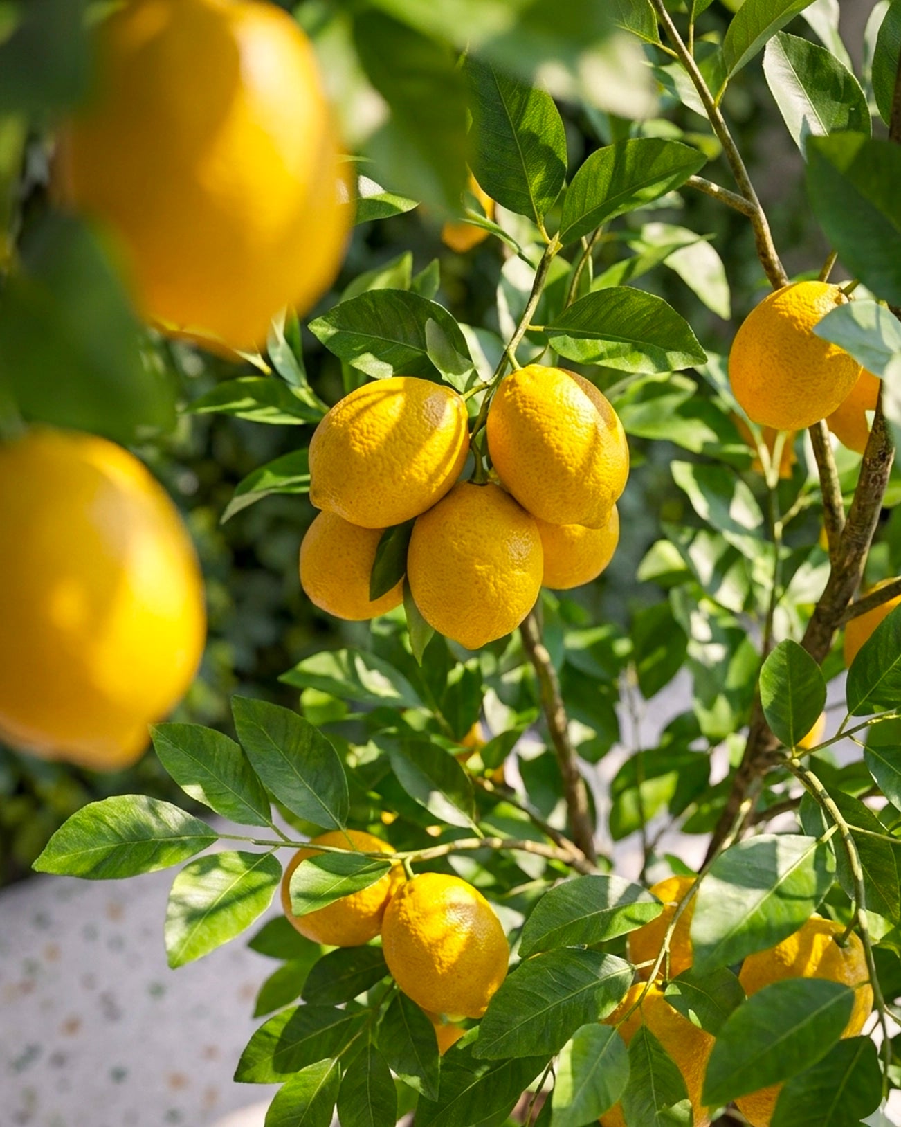Lemon Tree | 檸檬樹