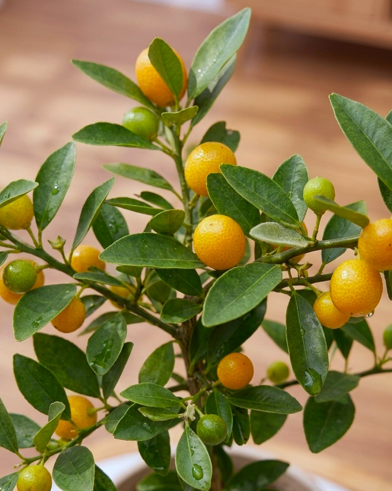 Mini Kamquat Tree|迷你金豆樹