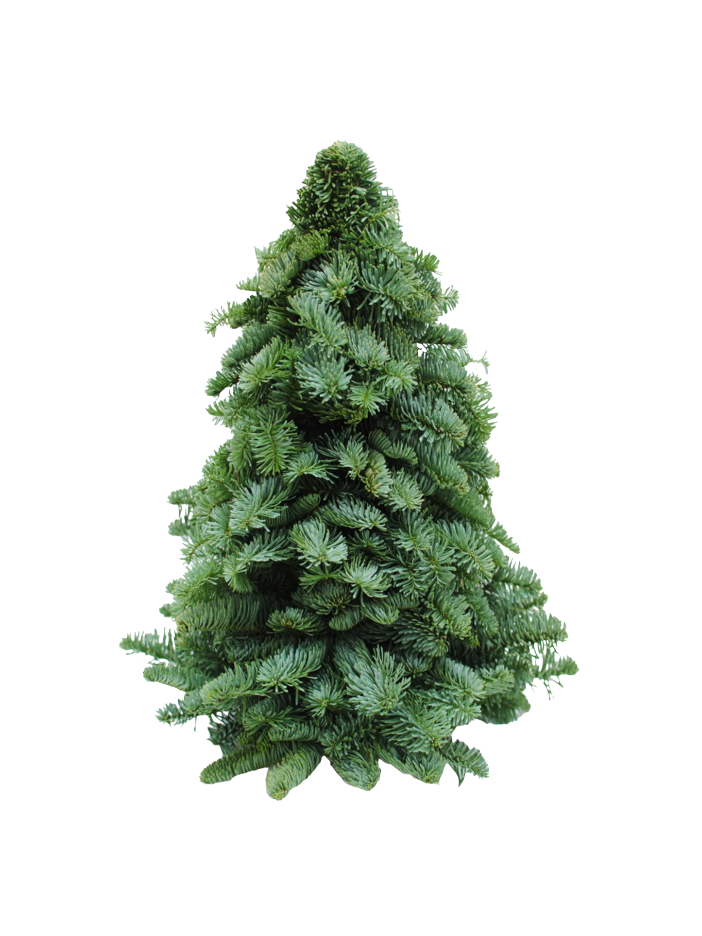 Mini Noble Fir Christmas Tree (30-60cm)