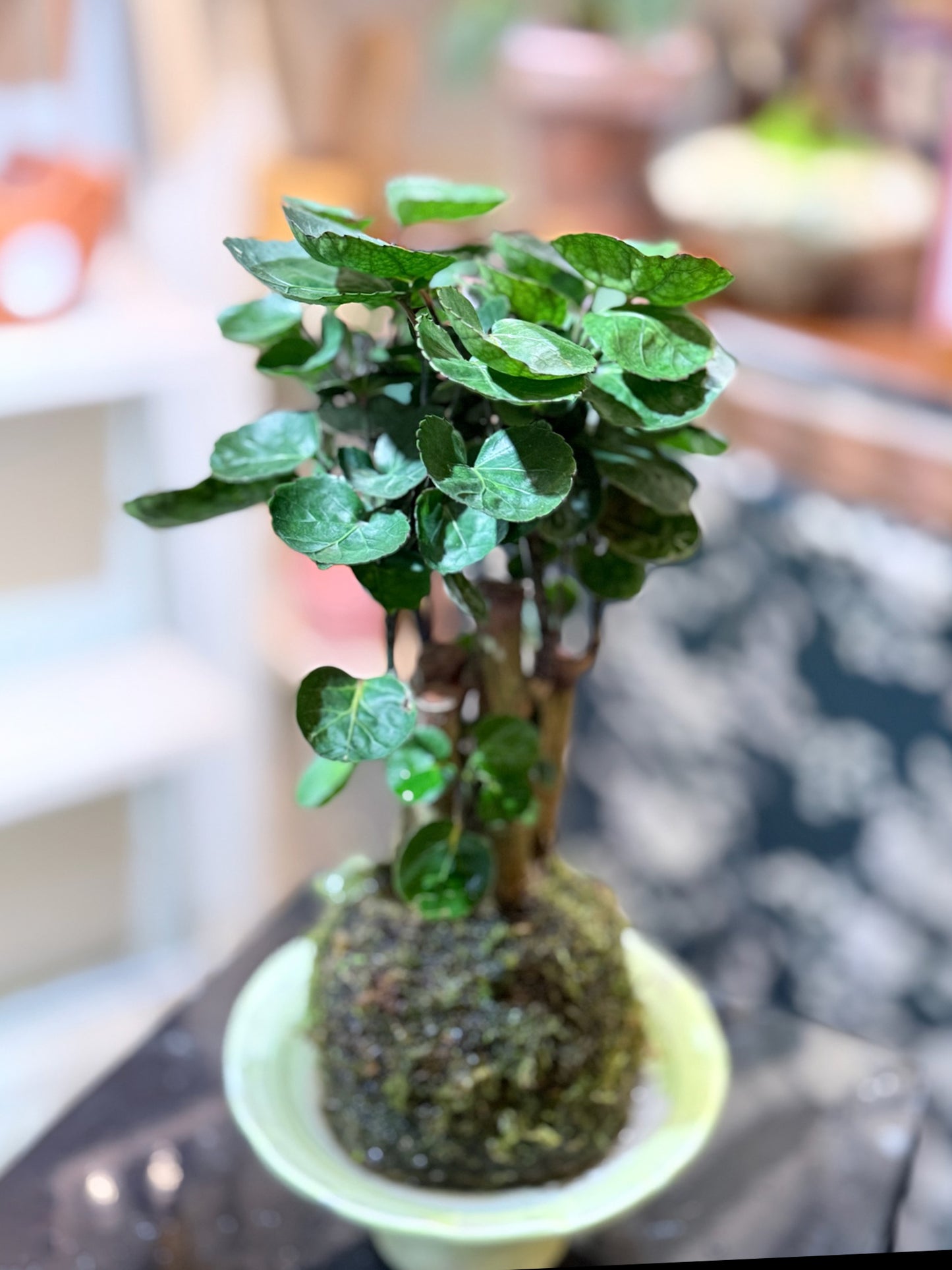 Money Plant Kokedama | 錢兜苔蘚球