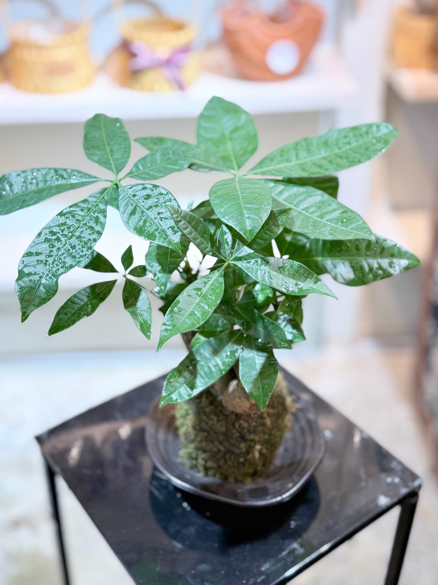 Money Tree Kokedama|發財樹苔蘚球
