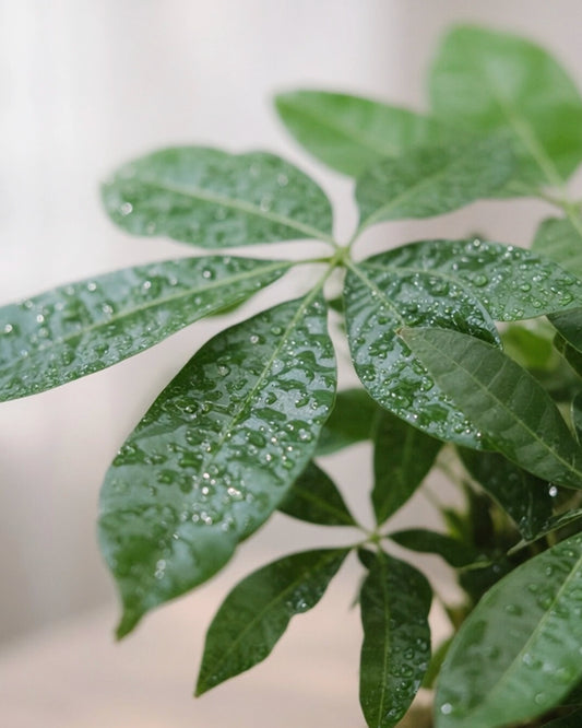 Money Tree Kokedama|發財樹苔蘚球