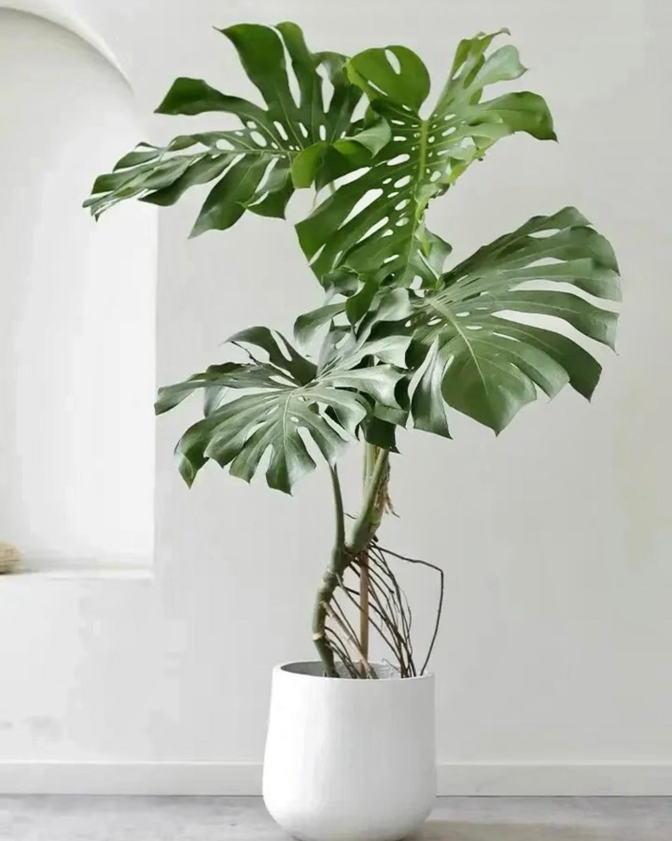 Styled Monstera | 造型龜背竹