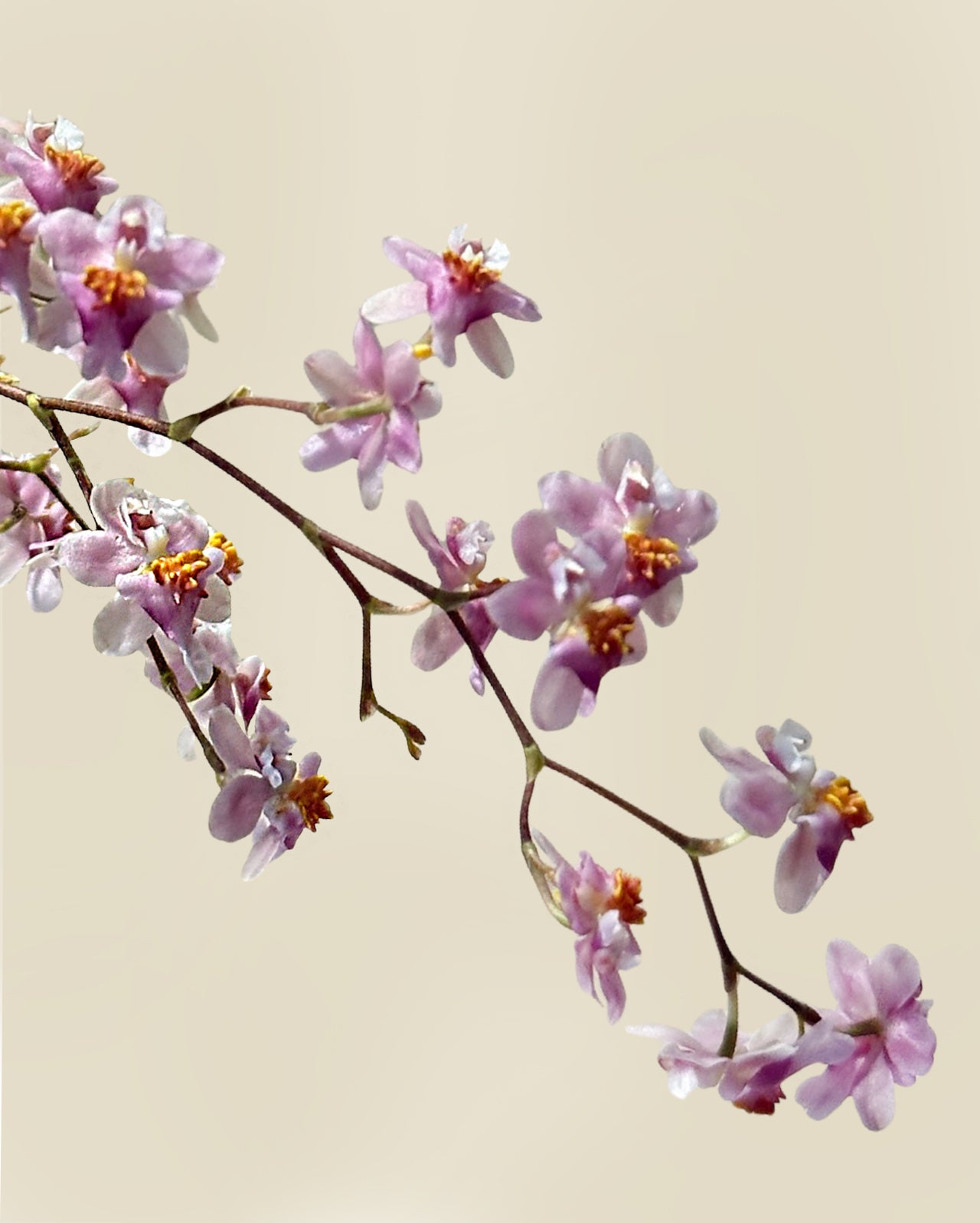 Quiet Prosperity|靜雅迎福