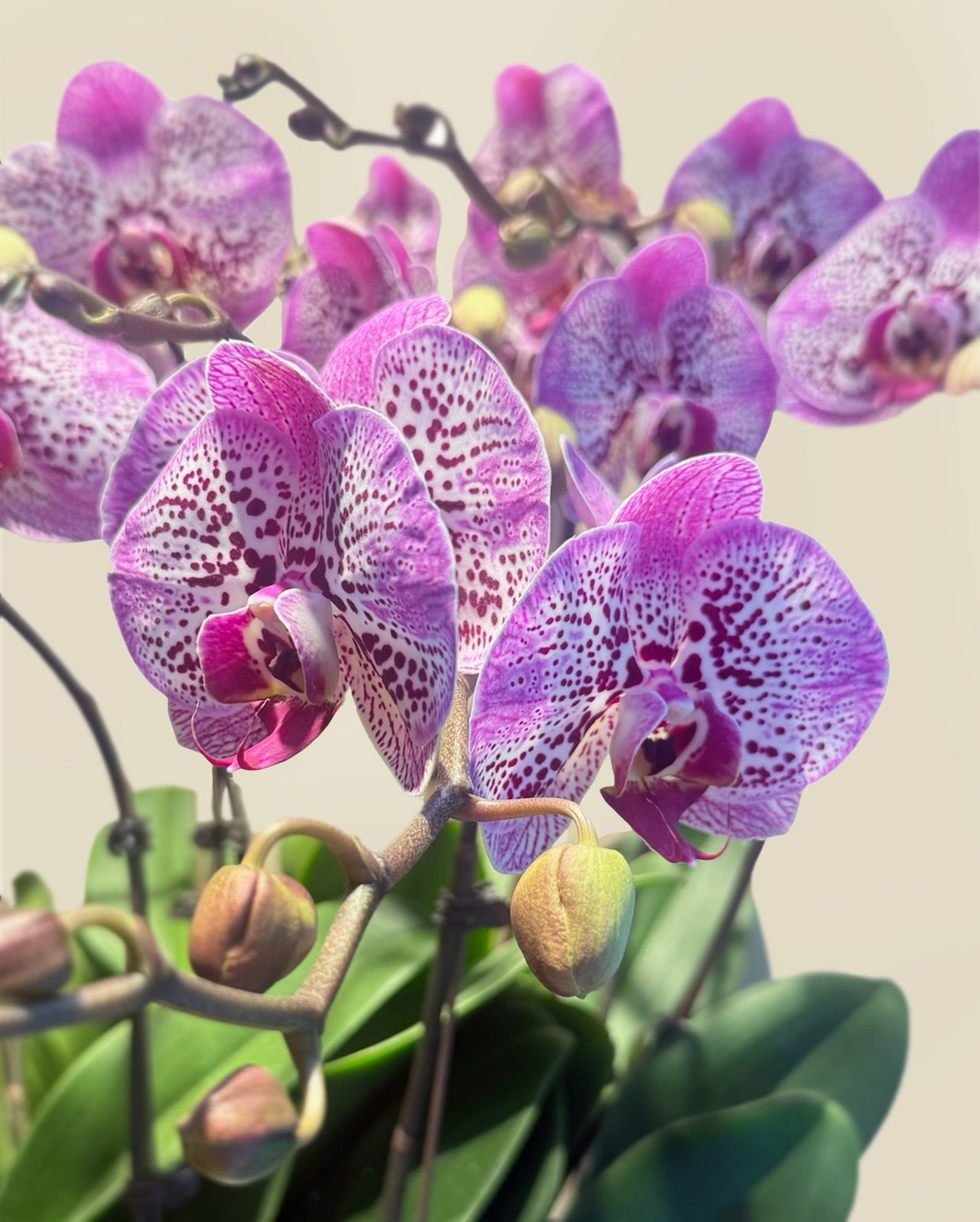 Modern Abundance|雅序豐盈