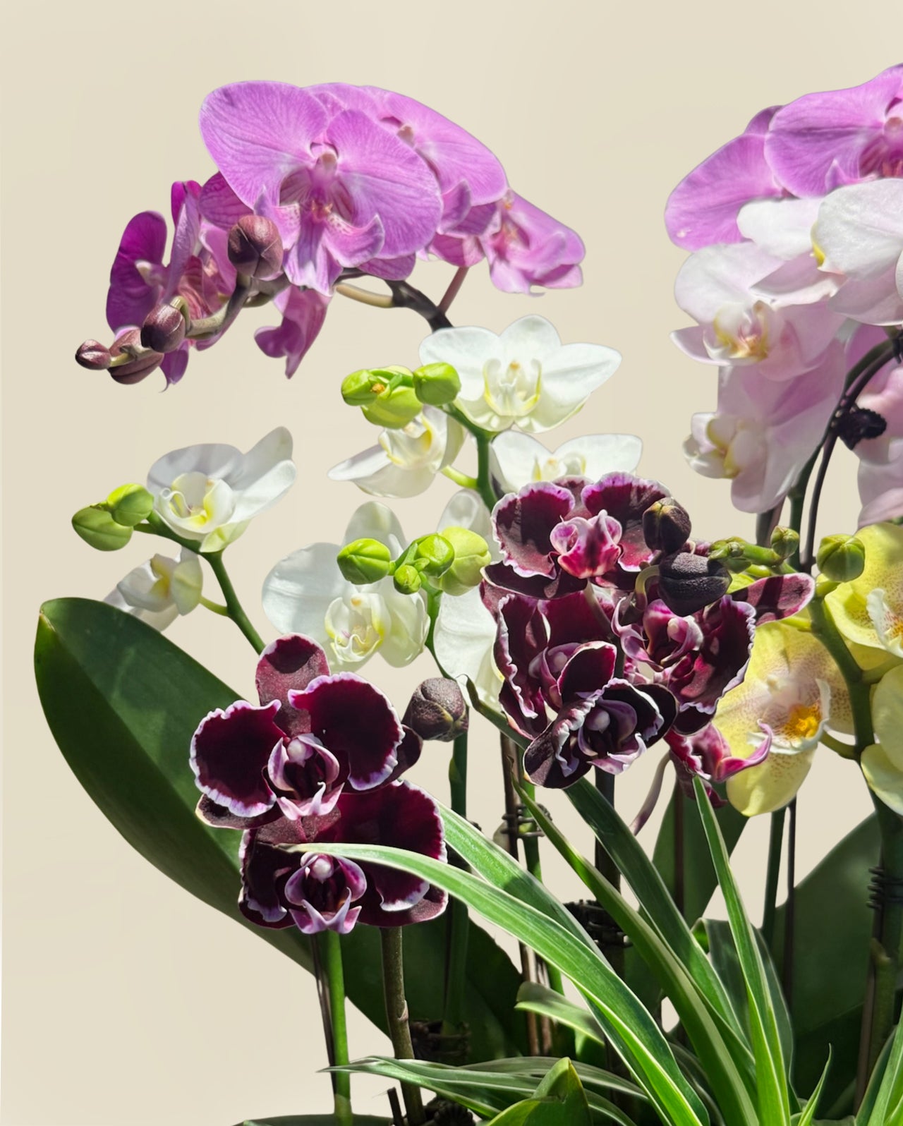 Joyous Abundance|喜瑞滿庭