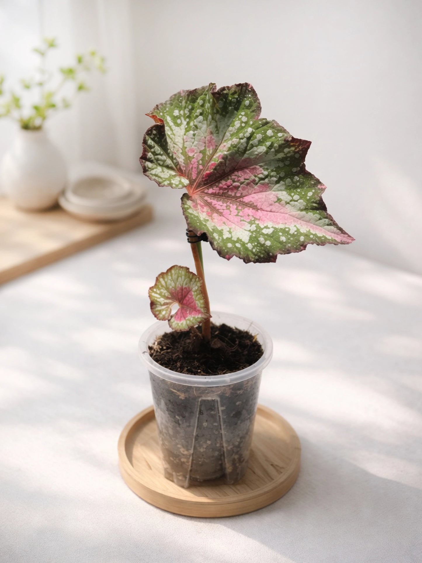Pink-veined Foliage Type|粉脈秋海棠