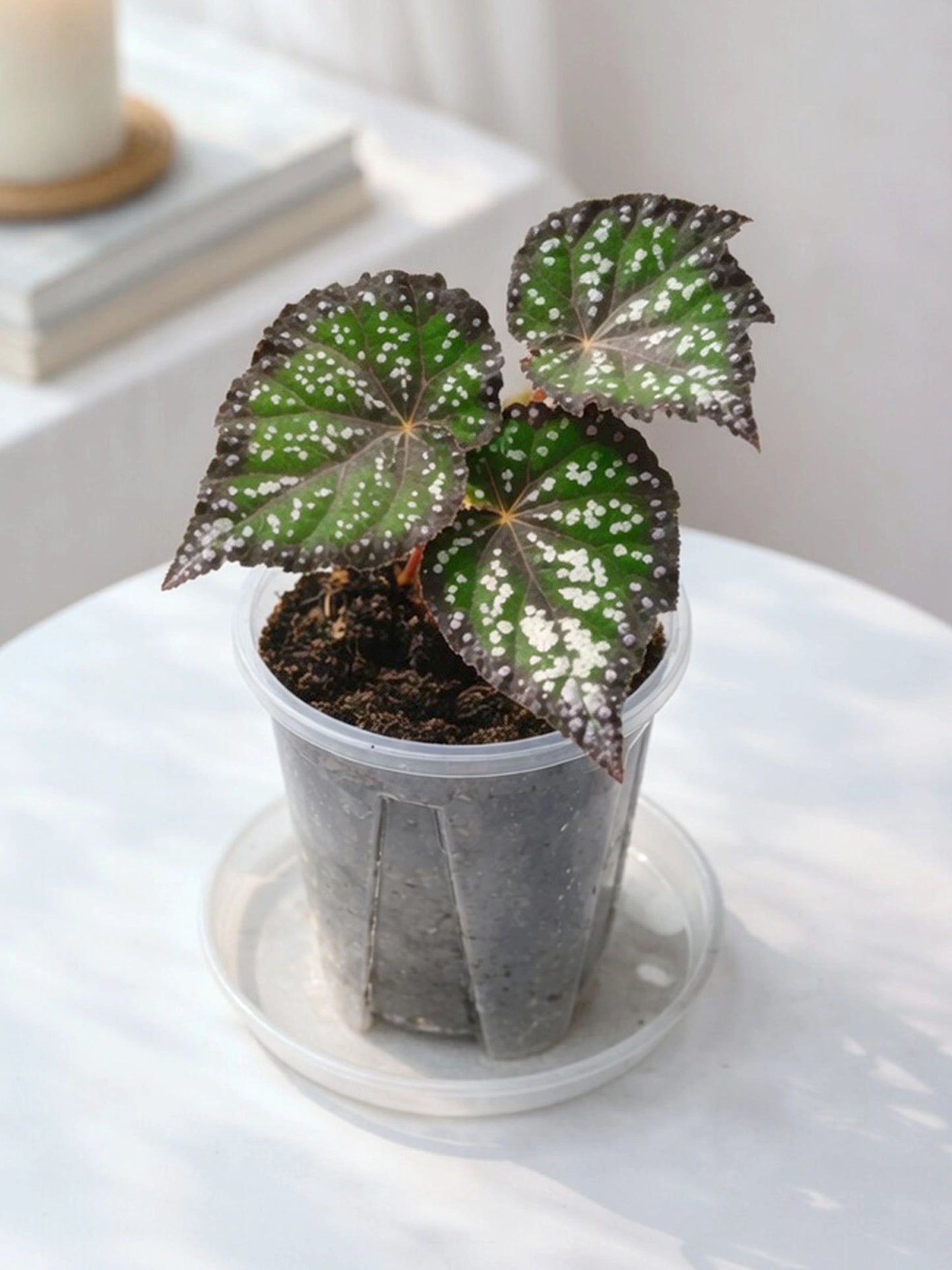Pink Frost Rex Begonia|粉霜王秋海棠