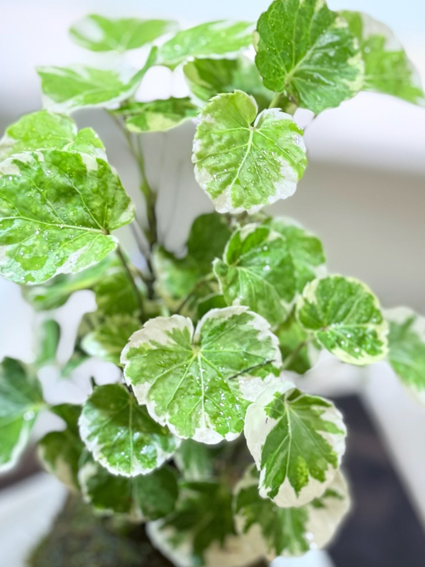 Polyscias Guilfoylei|福祿桐