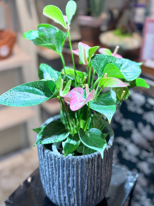 Purple Plum Anthurium|紫掌