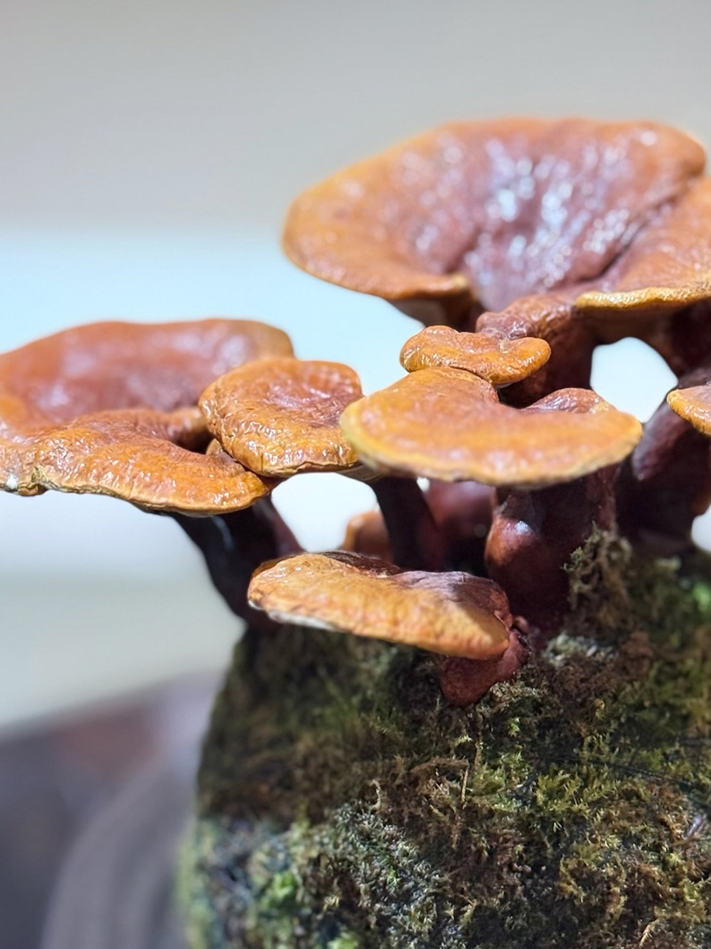 Reishi Mushroom Kokedama|靈芝苔蘚球