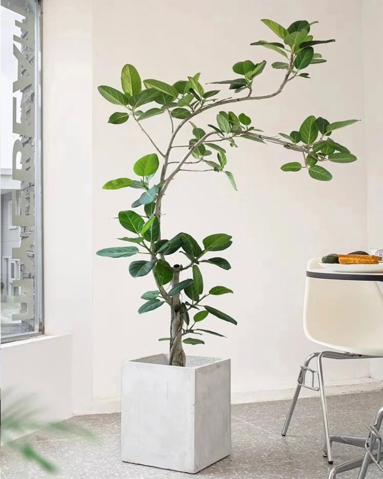Styled Rubber Tree | 造型橡皮樹