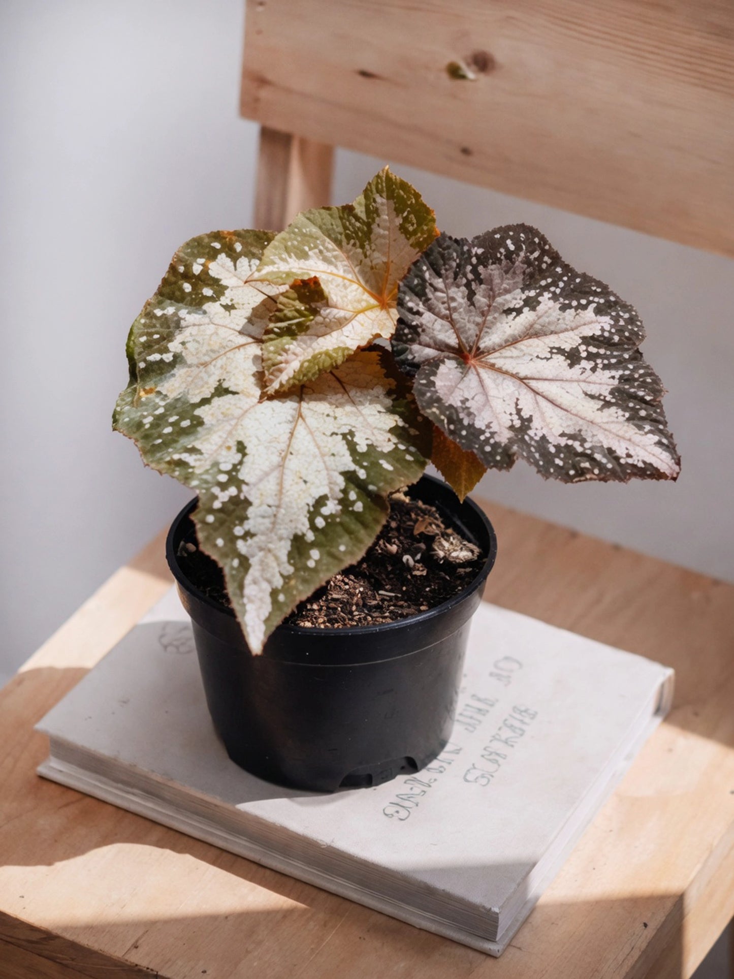 Silver-leaf Begonia|銀葉秋海棠