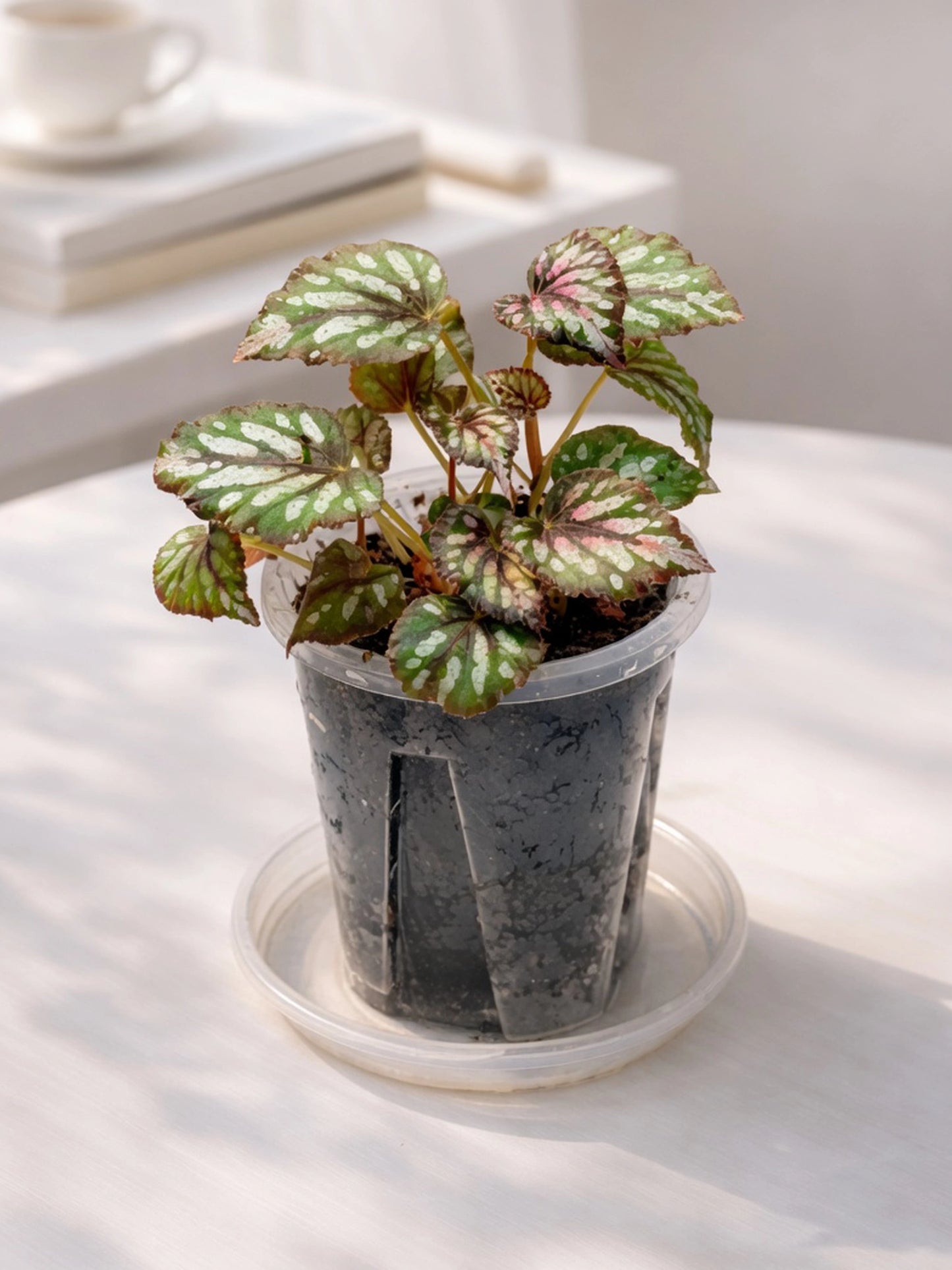 Silver Polka Rex Begonia|銀點王秋海棠