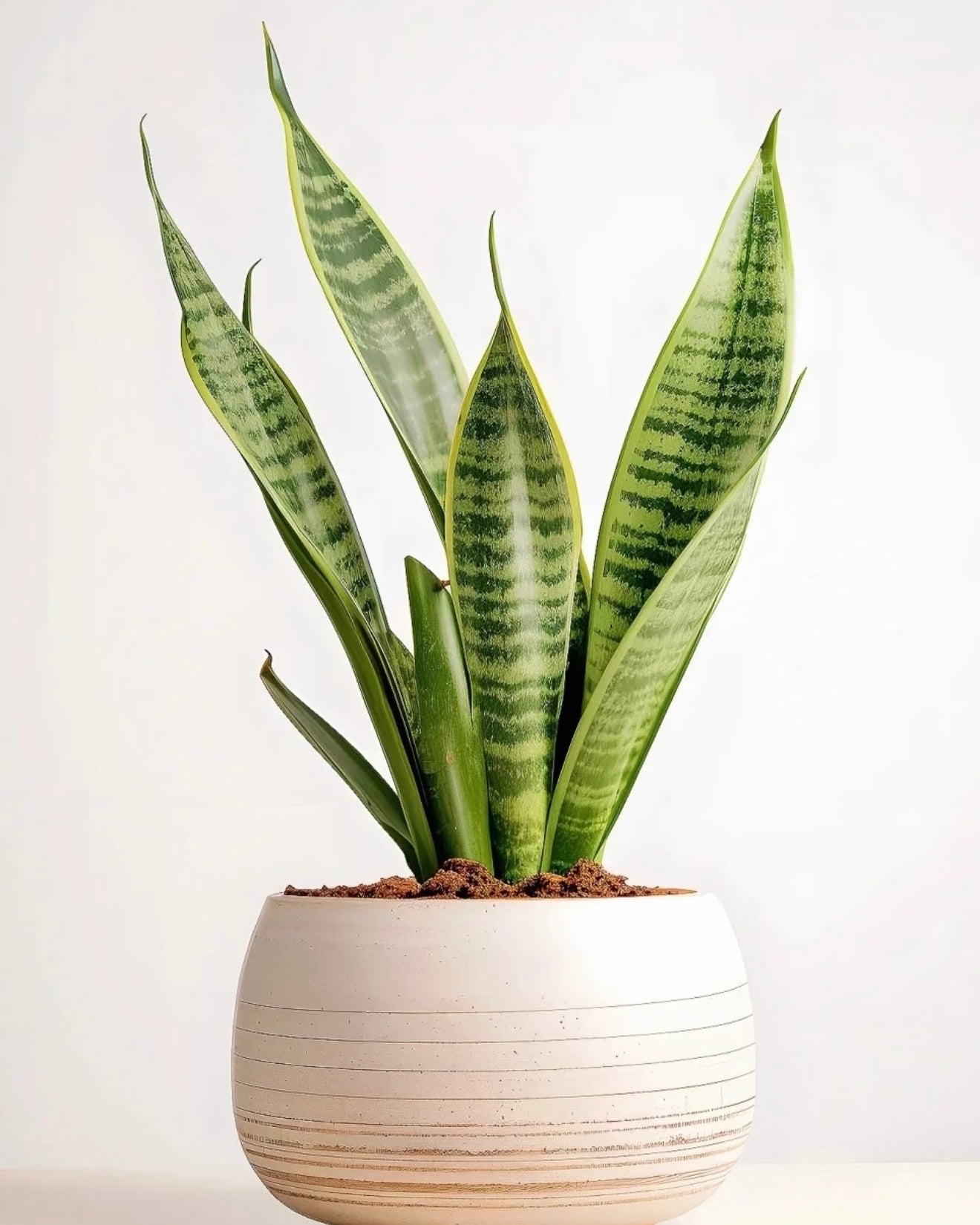 Snake Plant | 虎尾蘭