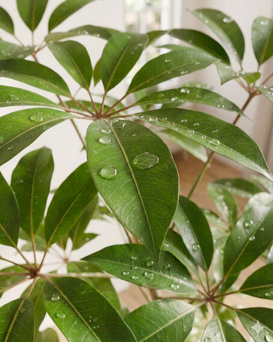 Styled Umbrella Plant | 保羅大葉傘