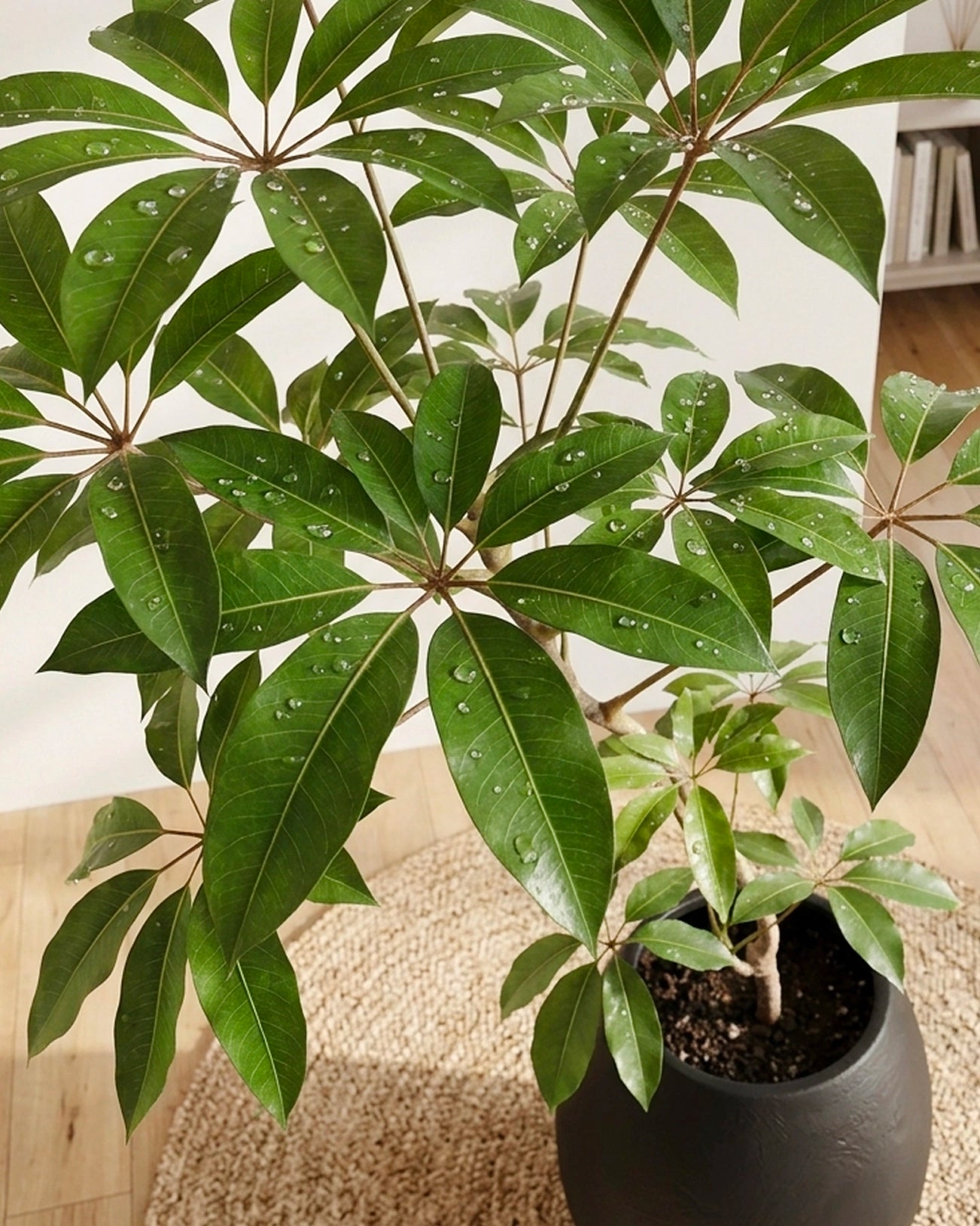 Styled Umbrella Plant | 保羅大葉傘