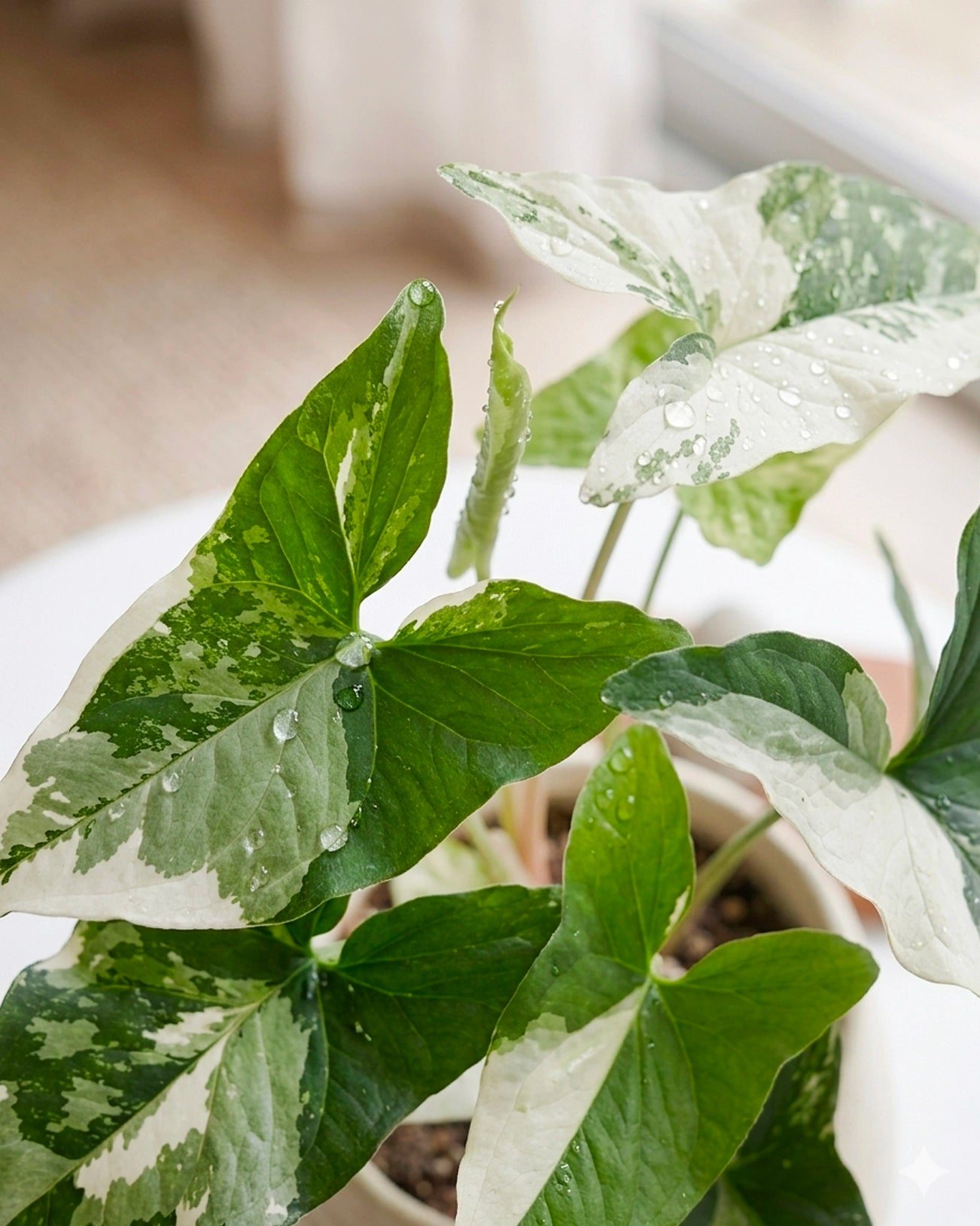 Variegated Arrowhead | 斑葉合果芋