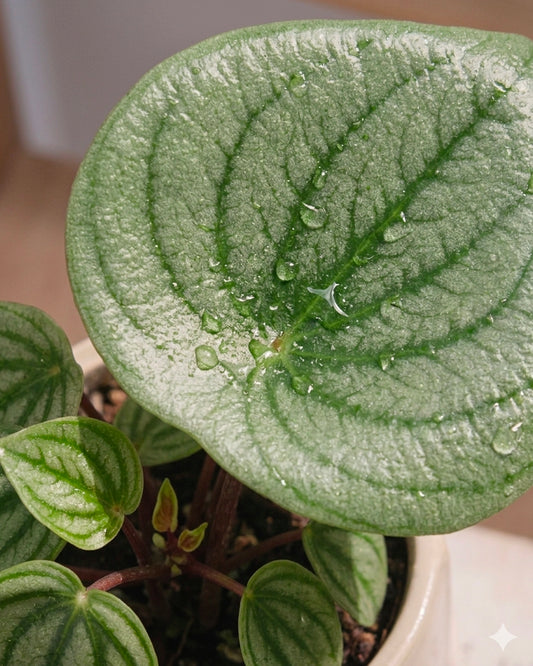Watermelon Peperomia|西瓜椒草