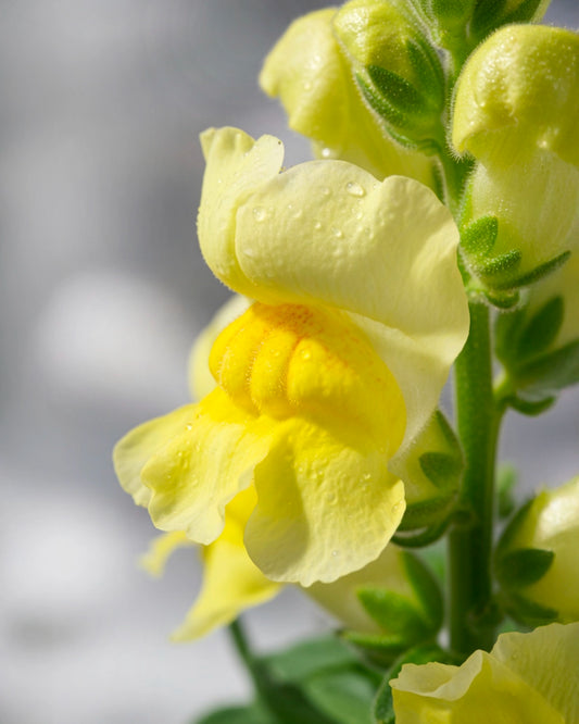 Snapdragon | 金魚草