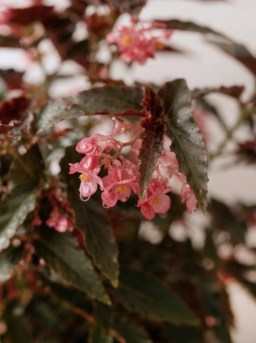Close-up of Begonia Rex 觀葉秋海棠 delicate pink flowers and patterned leaves|Foliage Plants Hong Kong|室內植物