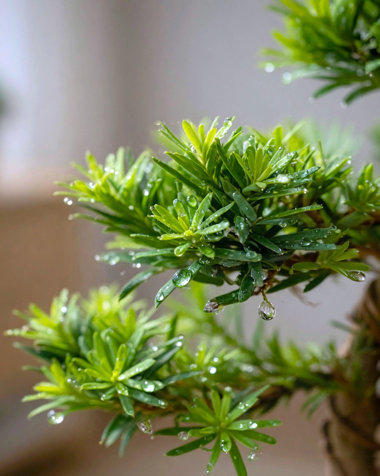 羅漢松 Buddhist Pine 葉片特寫