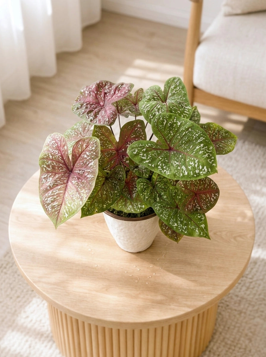 Caladium ‘Thai Beauty’ 泰彩彩芋 置於木茶几的 lifestyle photo,粉嫩斑葉為家居帶來清新 elegant greenery。