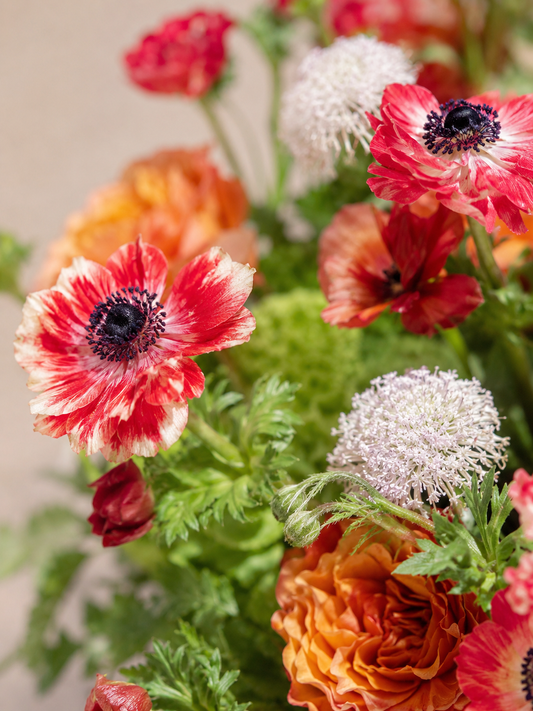 Chapter of Ember 花藝特寫|Red seasonal flowers and orange blooms close-up