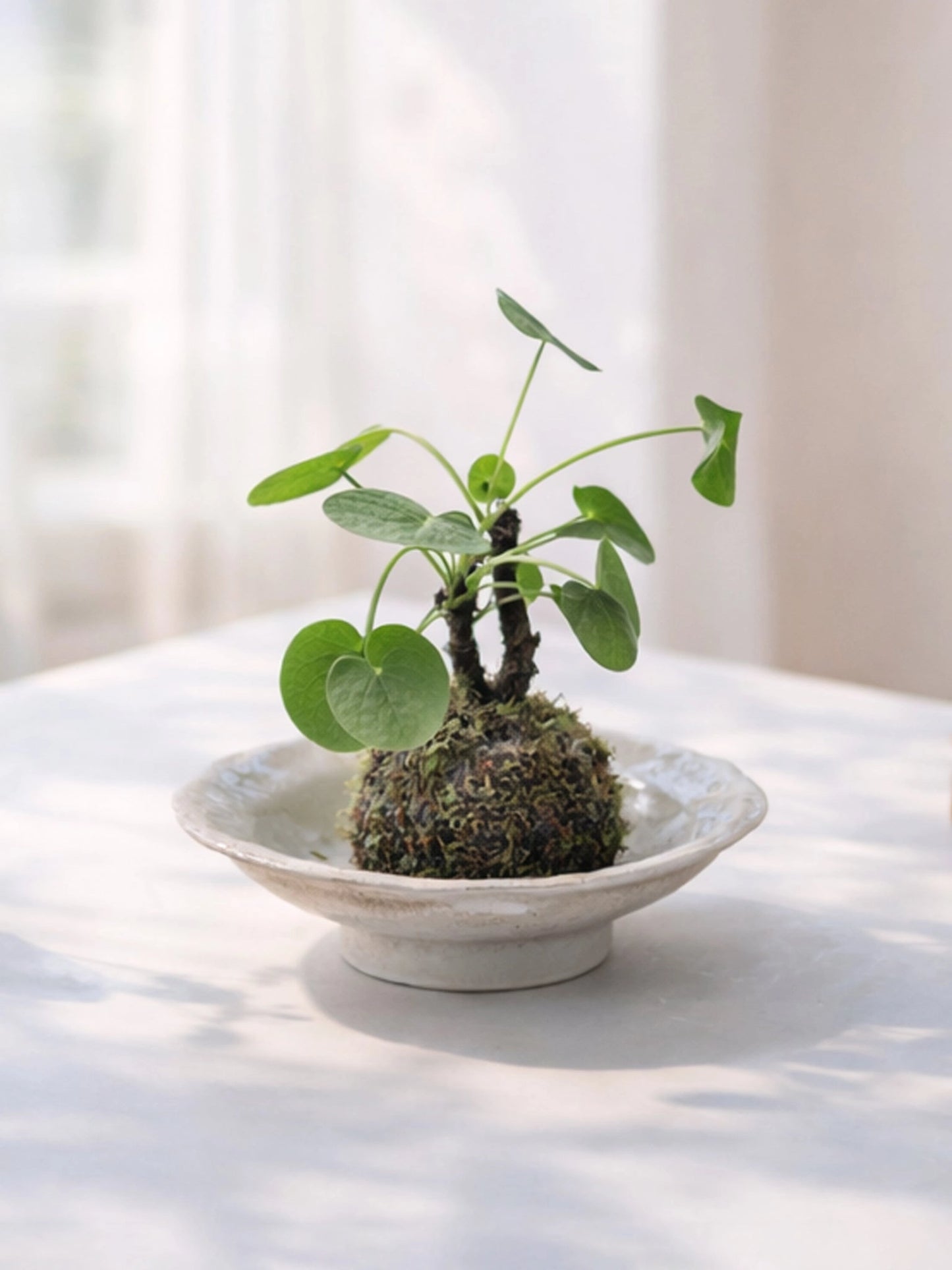 Chinese Money Plant Kokedama | 鏡面草苔蘚球