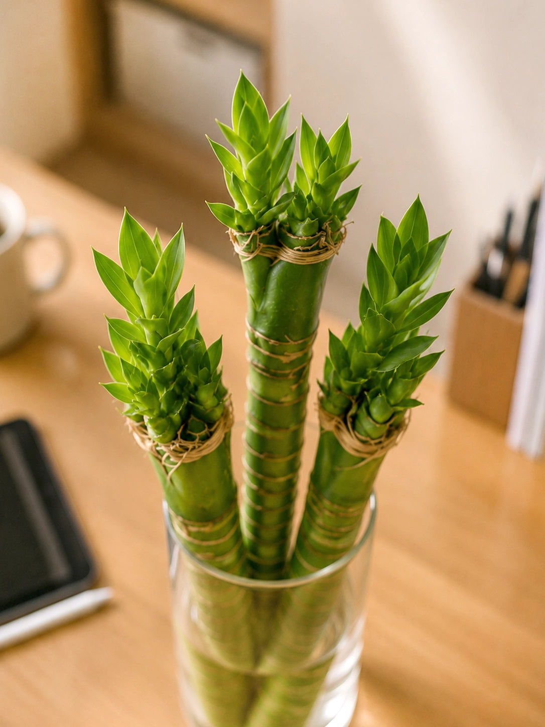 Close-up of Dragon Bamboo 龍竹 fresh shoots, healthy green foliage representing growth, resilience and good fortune
