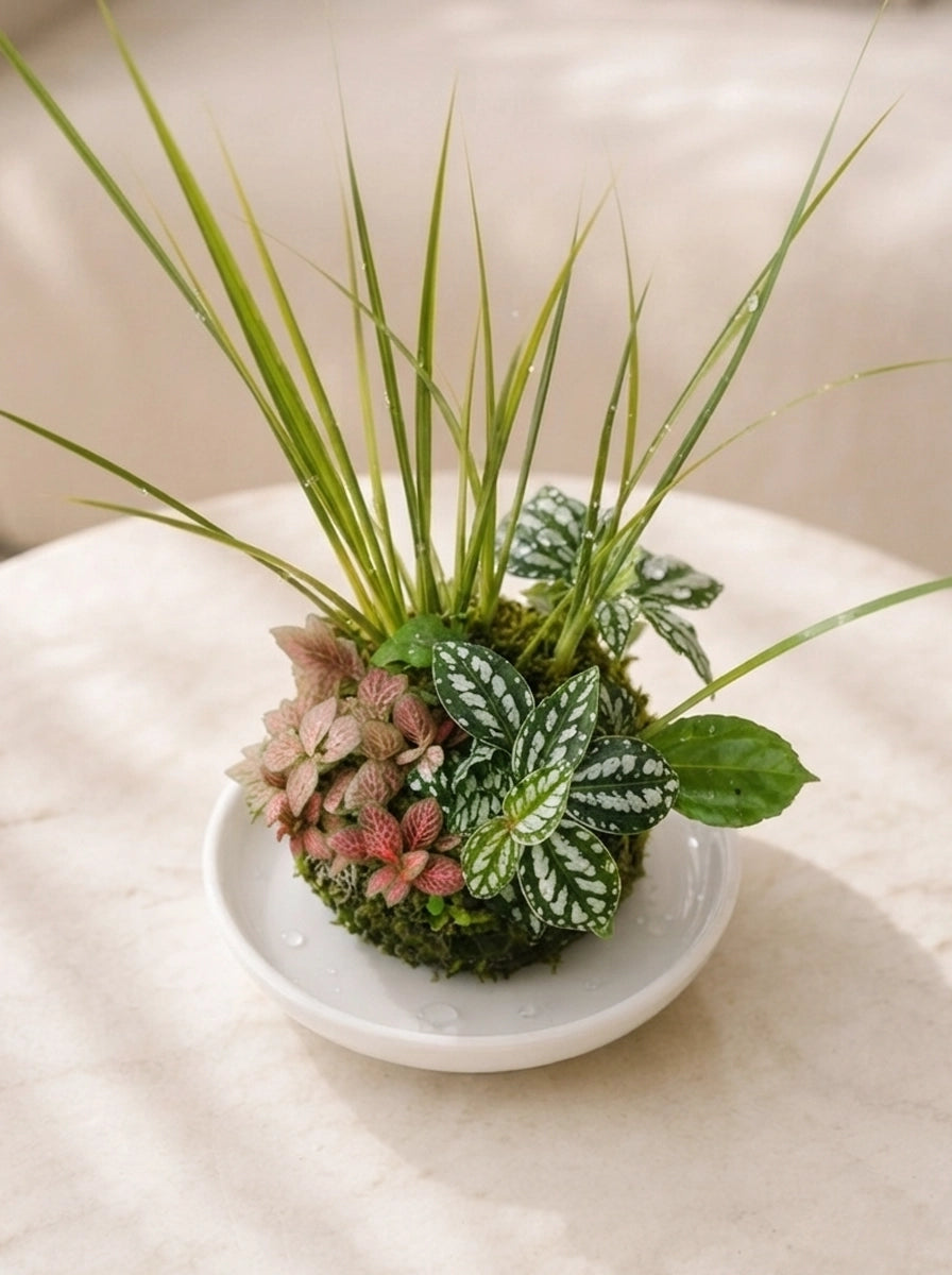 Forest Harmony Kokedama 森林和諧苔蘚球,斜角展示,手工室內植物