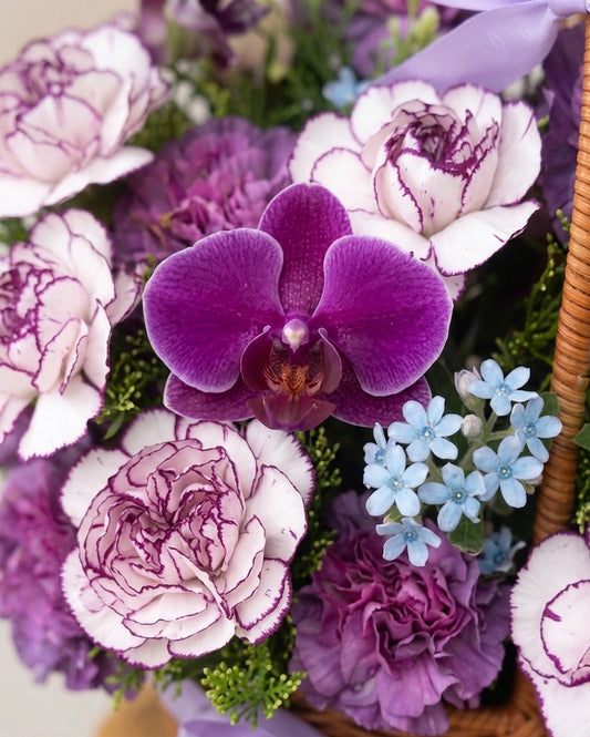 蝴蝶蘭 Close-up|Purple orchid floral detail