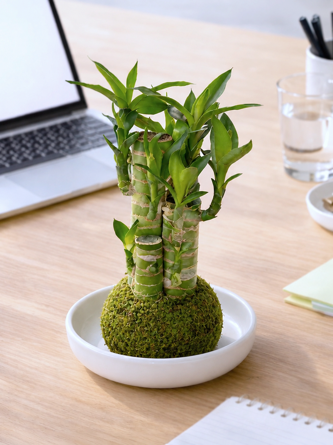 Lucky Bamboo Kokedama | 步步高苔蘚球