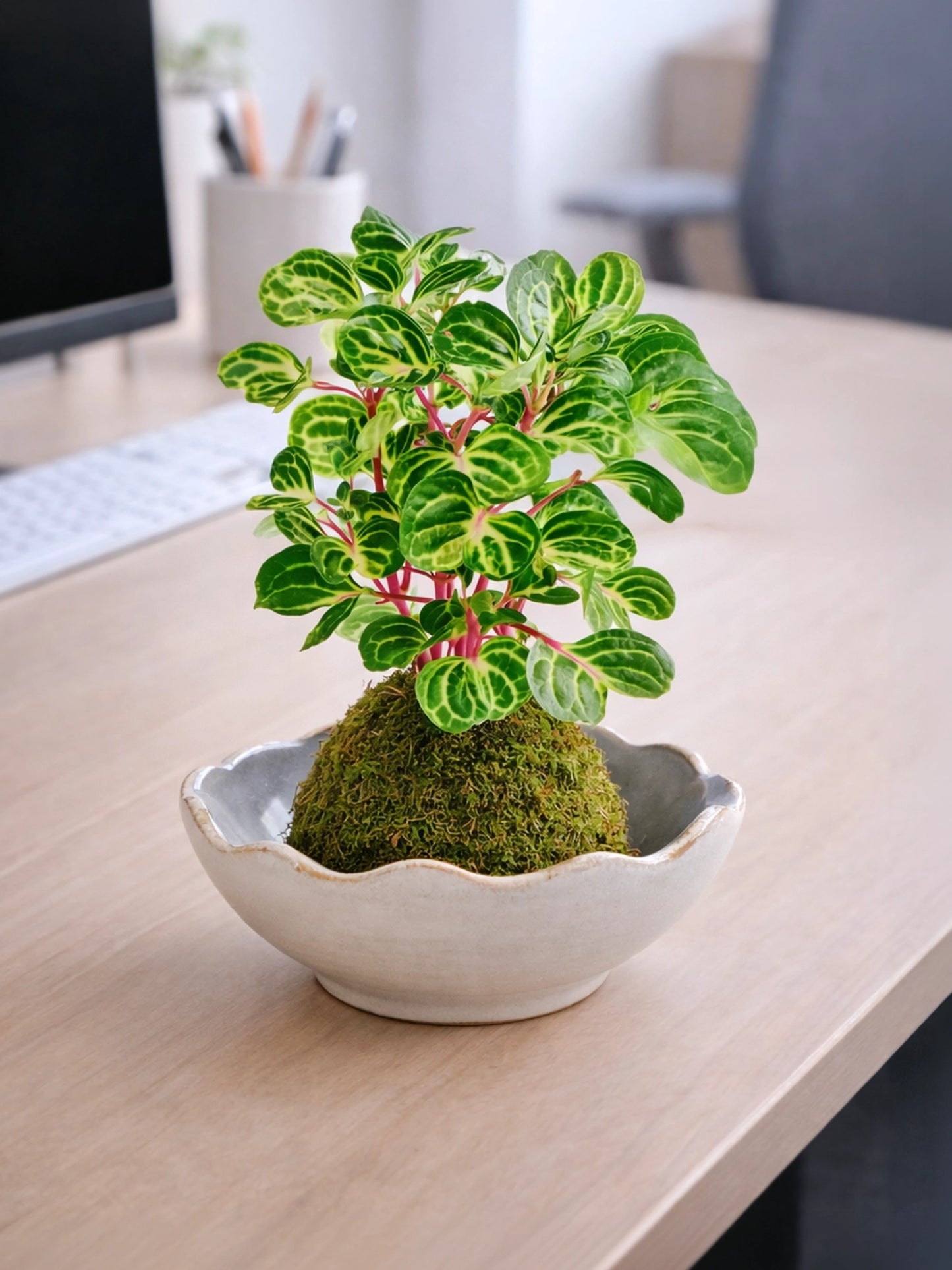 Money Tree (Pachira) Kokedama | 錢多多苔蘚球
